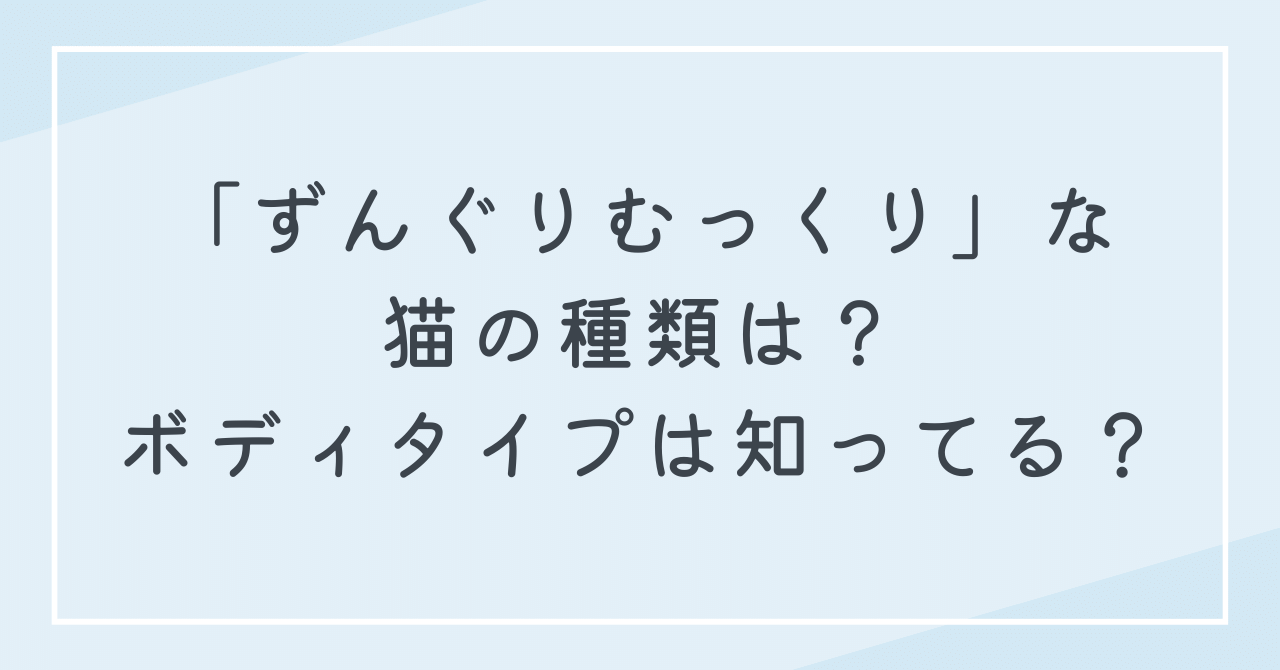 ずんぐりむっくりな猫の種類は？猫のボディタイプは6通りに分類できるって知ってた？