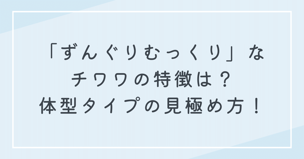 ずんぐりむっくりなチワワの特徴！チワワ中にも体型の種類がある？