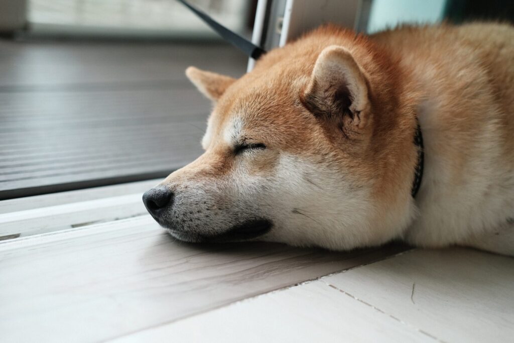 ずんぐりむっくりな柴犬の特徴