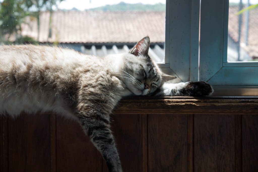 ずんぐりむっくりな猫のボディタイプ