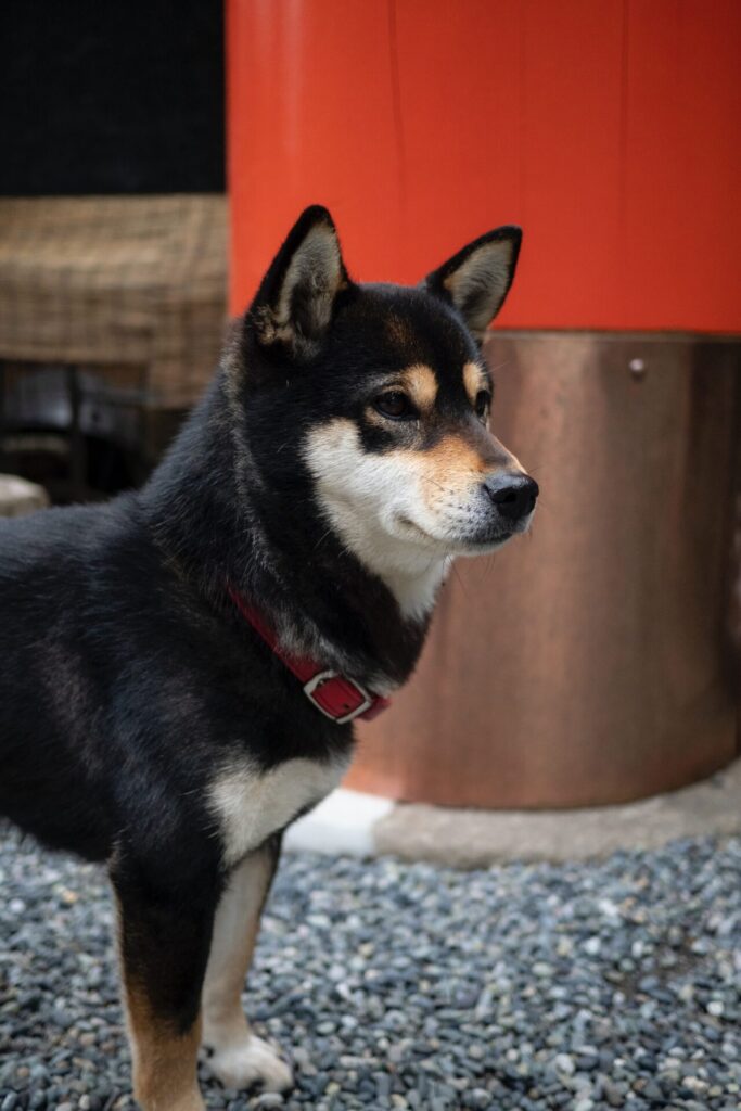 ずんぐりむっくりな柴犬の選び方