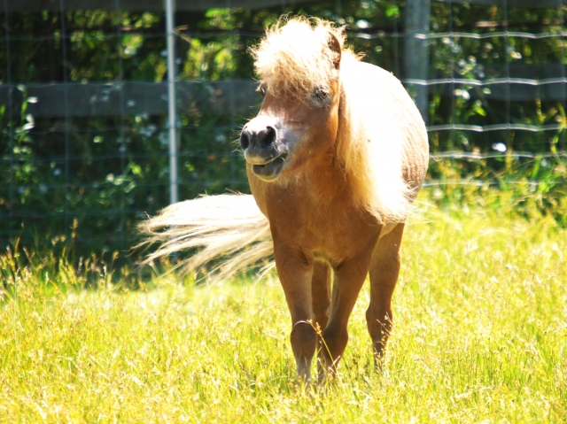 ずんぐりむっくりした馬