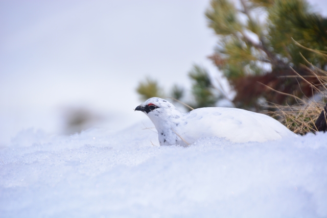 ずんぐりむっくりな雷鳥(ライチョウ)って？