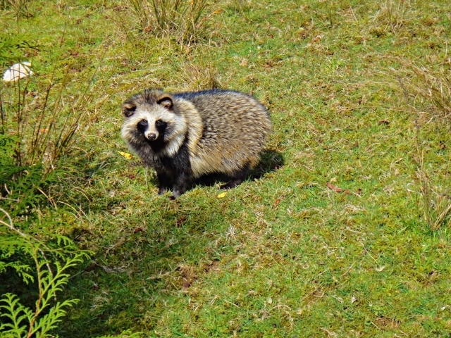 ずんぐりむっくりなたぬきは害獣指定されている