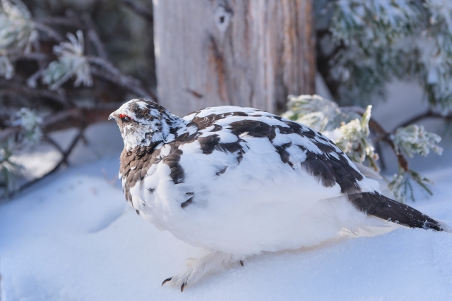 ずんぐりむっくりな雷鳥(ライチョウ)の特徴