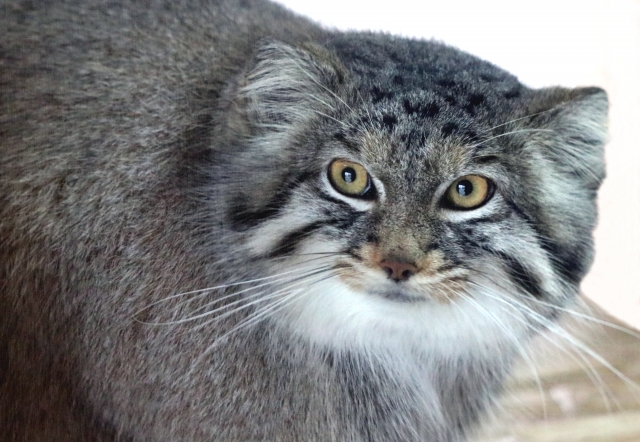 ずんぐりむっくりなマヌルネコの生態