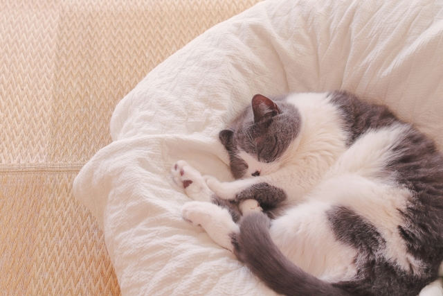 ずんぐりむっくりなブリティッシュショートヘアを飼う時のポイント