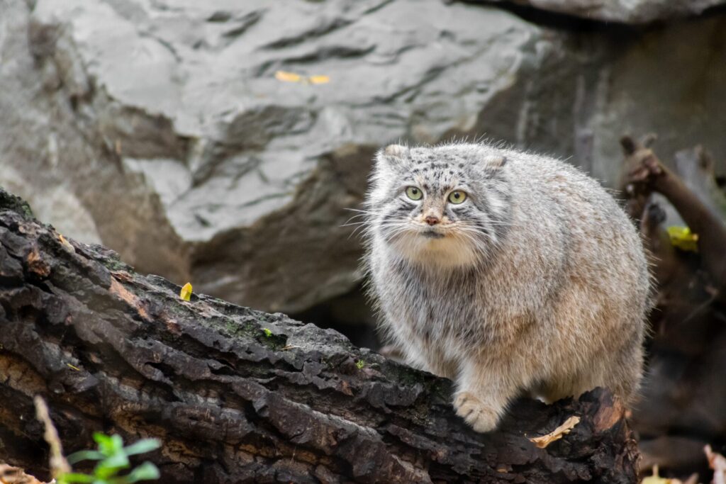 ずんぐりむっくりなマヌルネコ