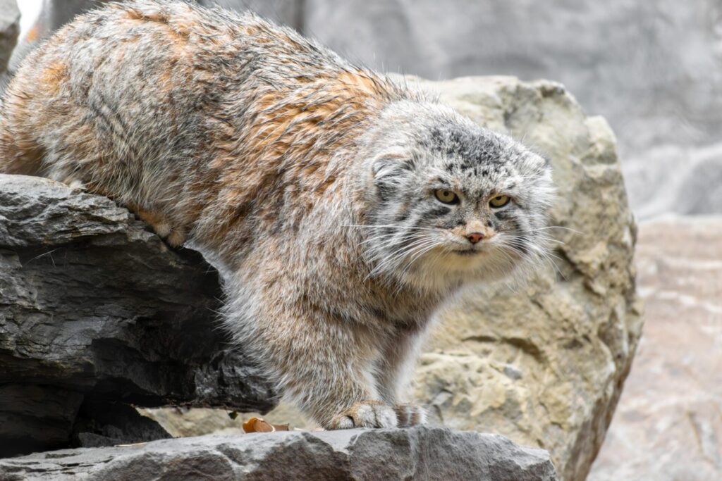 ずんぐりむっくりなマヌルネコの特徴