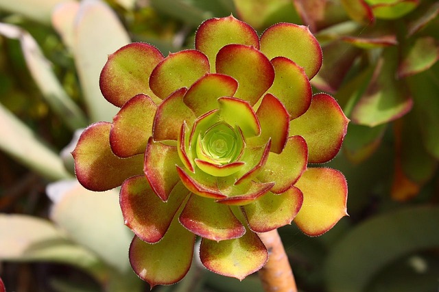 ずんぐりむっくりな多肉植物は四季折々楽しめる