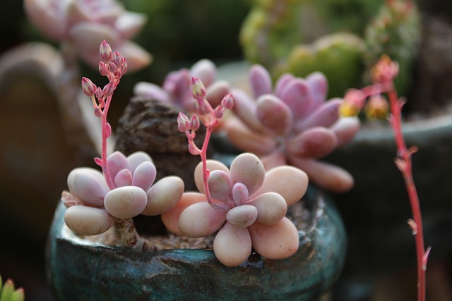 ずんぐりむっくりな多肉植物はかわいい