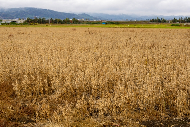 ずんぐりむっくり体型改善にこうや豆腐のダイエット効果(大豆サポニンのはたらき)