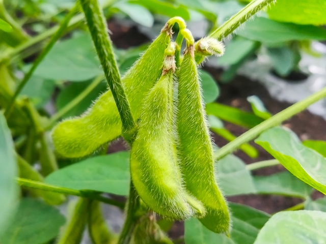 ずんぐりむっくり体型改善に枝豆のダイエット効果(アディポネクチンを高めるはたらき)